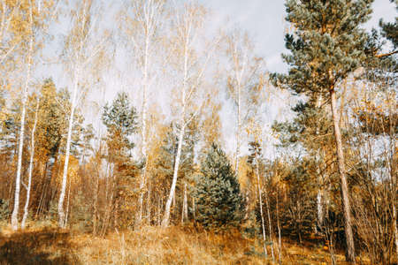 Autumn mixed forest in the rays of the sun. Pines, birches, firs in yellow falling leaves. Autumn landscape.の写真素材