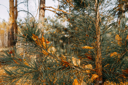 Orange birch leaves are stuck between the needles on a pine branch. Autumn leaves. selective focus.の写真素材