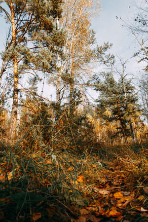 Autumn mixed forest in the rays of the sun. Pines, birches, firs in yellow falling leaves. Autumn landscape.の写真素材