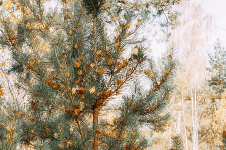 Orange birch leaves are stuck between the needles on a pine branch. Autumn leaves. selective focus.の写真素材