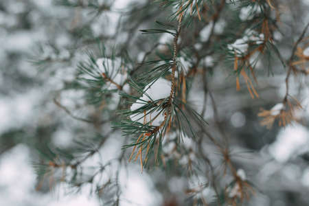 Pine branches in the snow after a snowfall.の写真素材