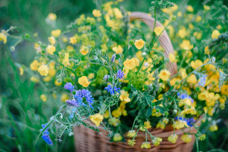 Yellow, blue wildflowers in a wooden wicker basket. A basket of fresh wild flowers in the field. copy space. selective focus.の写真素材