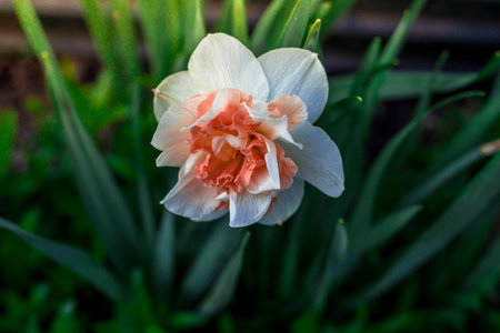 The narcissus flower blooms in the garden in spring.