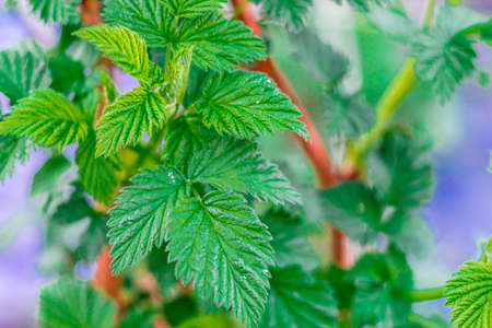 Green raspberry leaves in the garden before the plants begin to bloom, raspberry leaves for tea.の写真素材