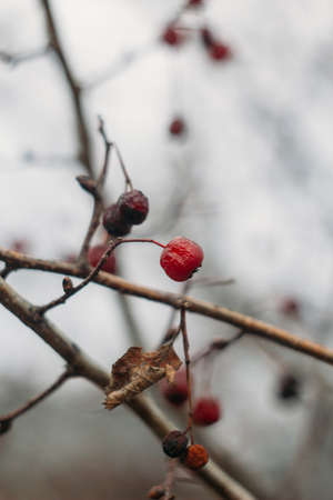 Bright red bunches of viburnum on a branch in late autumn. Useful sour berry for treatment. sampling focus.の写真素材