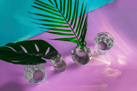 A sheet of fitters and palm trees stand in glass vases with water on a blue and lilac background, next to them are glass glasses of water for irrigation.の写真素材