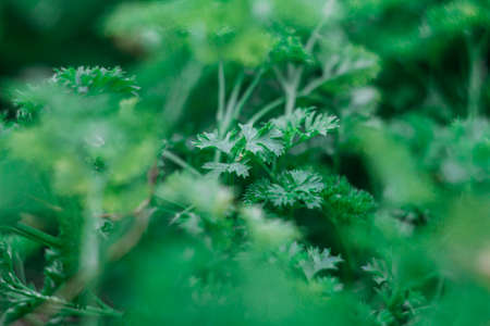 Fresh green curly parsley after the rain. Greenery in the garden. selective focus.