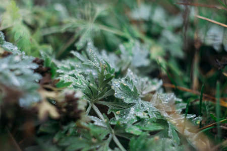 Drops of water on sprigs of wormwood in late autumn. Yellow withered plants. selective focus.の写真素材