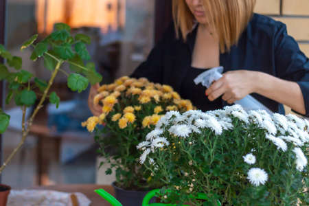 A beautiful girl sprays white and orange chrysanthemum flowers from a spray gun in her room at home. Care of indoor plants. selective focus.の写真素材