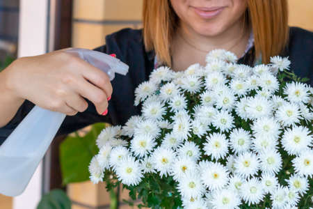 A beautiful girl sprays white chrysanthemum flowers from a spray gun in her room at home. Care of indoor plants. selective focus.の写真素材