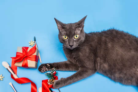 A gray cat looks into the camera lying on a blue background next to a spruce branch, a gift box, a ribbon and makeup brushes. christmas card.の写真素材