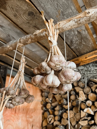 Bundles of garlic hang beautifully on ropes in the barn against the background of firewood.の写真素材