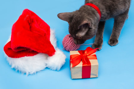 A gray cat in a red collar studies a red and white string, Santa's hat, a gift tied with a ribbon on a blue background. top view.の写真素材