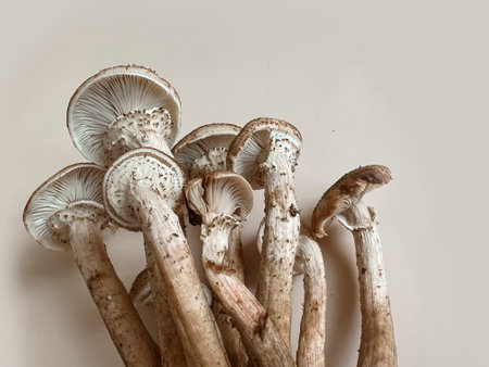 On a beige background lies a family of mushrooms with a mushroom bed. copyspace. Mushroom Trend.