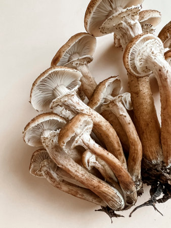Mushrooms of honey mushrooms with white caps lie on a beige background. The texture of mushrooms. Bed autumn still life. vertical photo.の写真素材