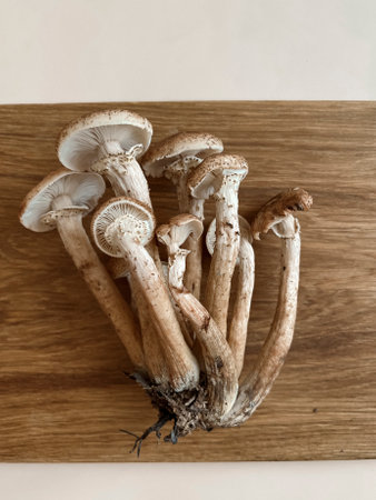 Mushrooms of honey mushrooms lie on a wooden oak board on a beige background. Bed autumn still life. Harvesting mushrooms. Flatley top view.の写真素材