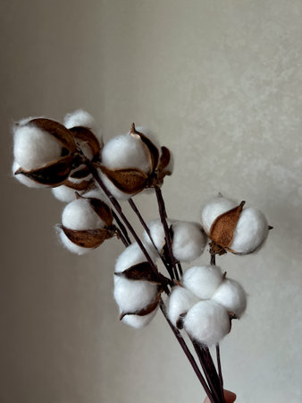 bouquet of dry twigs of cotton flowers on the background.