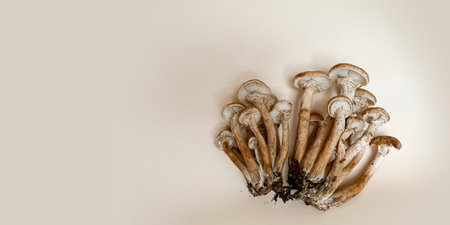 Creative composition of honey mushrooms on a pastel beige background. minimalistic style. flat lay.の写真素材