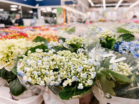 Blooming flowers in pots on the store counter. Gifts for Valentine's Day, International Women's Day,...
