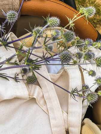 Echinops sphaerocephalus known as Great Globe Thistle purple Globe Thistle next to a rag white bag in nature.の写真素材