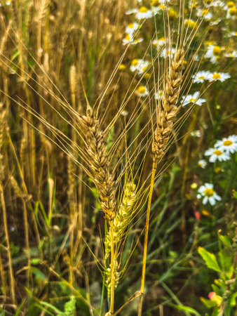 Russian field, summer landscape, ears of wheat and chamomile. Summer day on a grass field.の写真素材