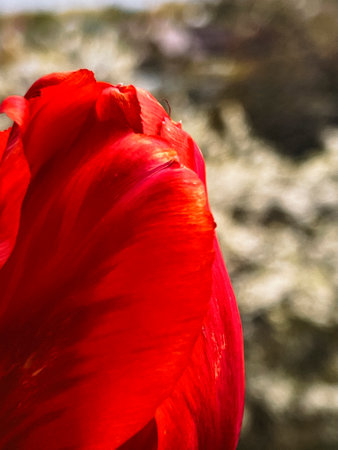 Red tulip on the background of cherry blossoms in the garden. The first spring flowers.の写真素材