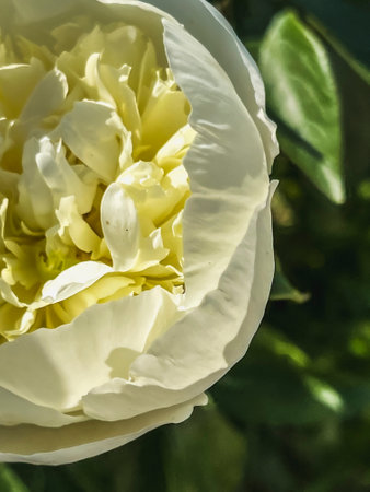 The delicate white blooming peony flower is close. Vertical photo.
