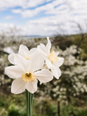 A woman's hand holds a bouquet of daffodils against the background of cherry blossoms in the garden. The first spring flowers.の写真素材