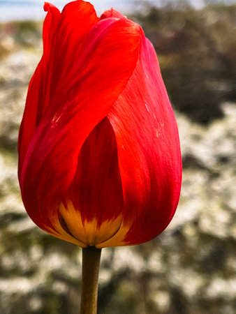 Red tulip on the background of cherry blossoms in the garden. The first spring flowers.