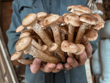 Men's hands hold and stretch fresh mushrooms into the camera. Mushroom season.の写真素材