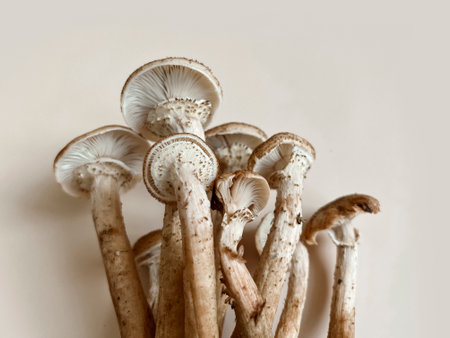 Fresh mushrooms of honey mushrooms lie on a trendy beige pastel background. Superfood autumn concept. Trend fresh mushrooms. Selective focus, copy space.の写真素材