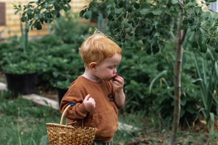 A little red-haired boy with a basket in his hands eats red ripe strawberries in the garden.