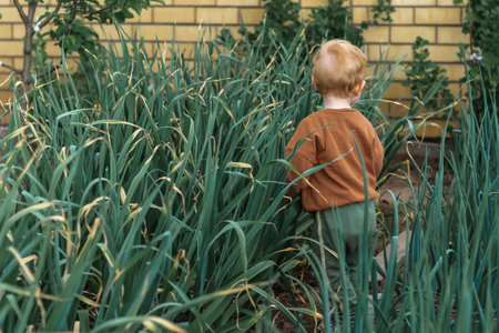 A little red-haired boy walks between the beds of tall garlic.の写真素材