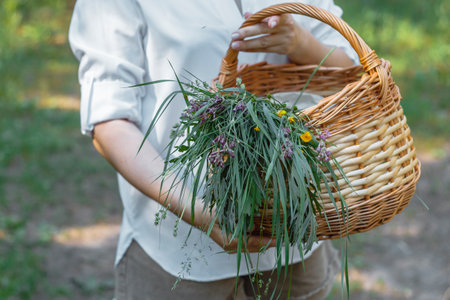 Women's hands hold a wicker basket with flowers and herbs in the forest.の写真素材