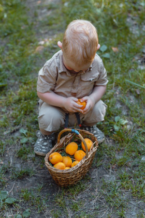 A little boy in a beige shirt and shorts with apricots in a basket on a sunny summer day.の写真素材