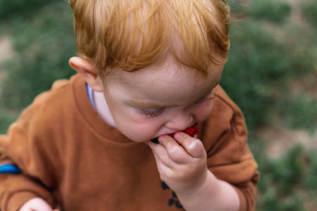 A little red-haired boy is biting red ripe strawberries in the garden. A close plan.の写真素材