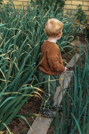 A little red-haired boy walks between the beds of tall garlic.の写真素材
