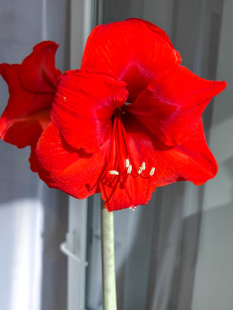 Hippeastrum indoor flower blooming with red flowers on the windowsill.の写真素材