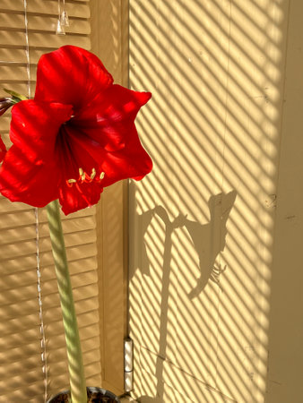 Hippeastrum indoor flower blooming with red flowers on the windowsill with brown blinds in sunny weather.の写真素材