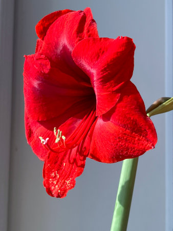 Hippeastrum indoor flower blooming with red flowers on the windowsill.の写真素材