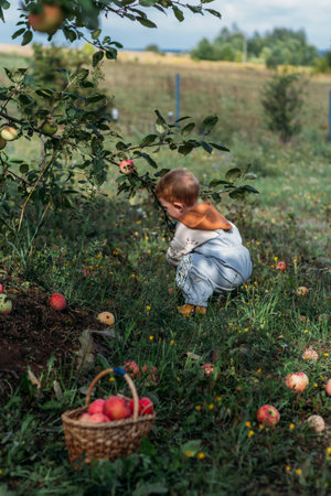 A little boy collects fallen apples in a wicker basket in a vegetable garden on a private plot in autumn. Harvesting.の写真素材