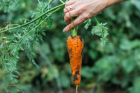 Women's hands pull fresh red-orange carrots from the garden after the rain. Harvesting, natural...