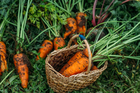 Bright orange carrots, freshly dug out of the ground, are lying on the grass and in a wicker basket. Autumn harvest.の写真素材