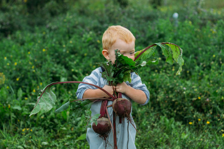 A red-haired boy in a gray jumpsuit holds a freshly pulled beetroot from the garden in two hands. Growing homemade vegetables in an organic garden. Harvesting in the backyard.の写真素材