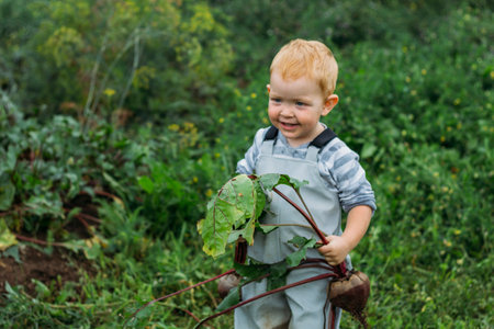 A red-haired boy in a gray jumpsuit holds a freshly pulled beetroot from the garden in two hands. Growing homemade vegetables in an organic garden. Harvesting in the backyard.の写真素材