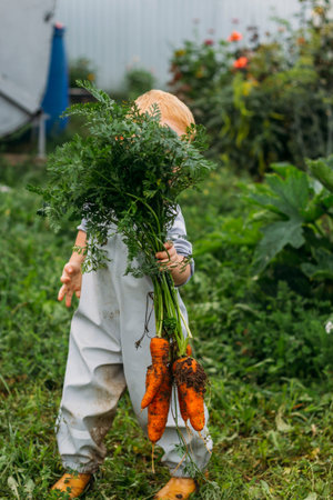 A little boy in a gray-blue jumpsuit and bright yellow boots holds a large bunch of red carrots by the tops. Harvesting in your own garden.の写真素材