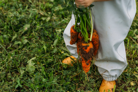 A little boy in a gray-blue jumpsuit and bright yellow boots holds a large bunch of red carrots by the tops. Harvesting in your own garden.の写真素材
