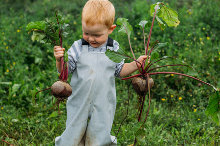 A red-haired boy in a gray jumpsuit holds a freshly pulled beetroot from the garden in two hands. Growing homemade vegetables in an organic garden. Harvesting in the backyard.の写真素材