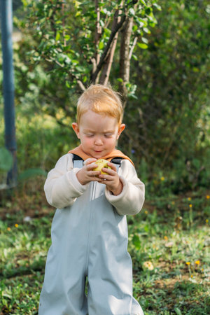 A small boy in a gray-blue jumpsuit and yellow boots holds an apple in his hands under an apple...