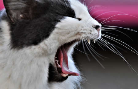 Beautiful cats.の写真素材